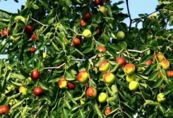 兰州籽瓜能免费吃吗